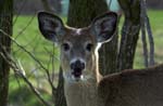 deer talking
