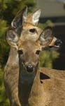 deer-bach pt-18
