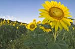eason sunflowers 10mm-16
