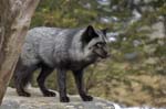 fox-60
