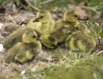goslings day 2-02