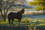 horse fog-03