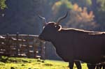 long horns-ron and janice-01