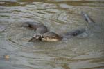 otters-brookgreen plantation-14