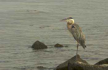 blue heron closeup-2