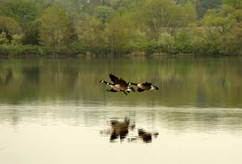 canadian geese 3 flying low