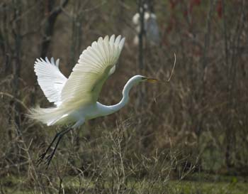 charleston-094-egret