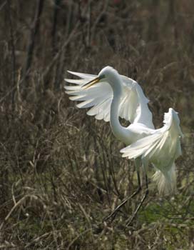 charleston-106-egret
