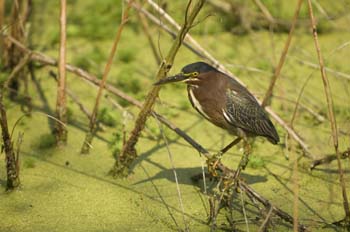 charleston-143-little green heron