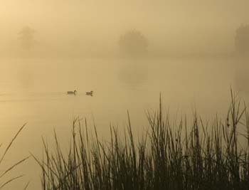 ducks fog jacks pt-4