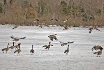geese lake nock-03