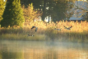 geese-in-flite-sunrise-07