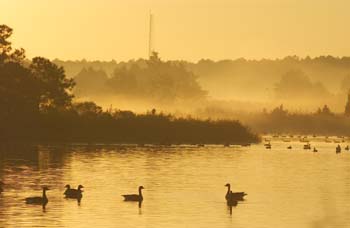geese-sunrise-graveyard-06