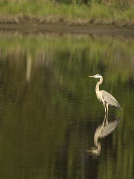 great blue boone creek-3