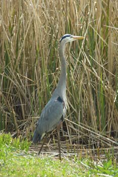 heron-brookgreen plantation-04