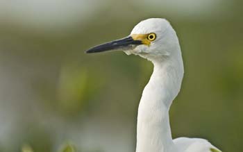 ibis islamorada-3