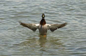 mallard conducting head on