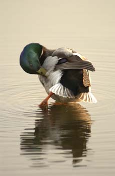 mallard drake pruning cu
