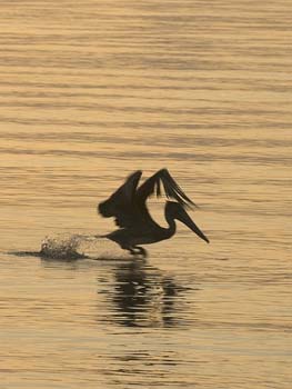 pelican landing sunrise