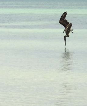 pelican striking water-2