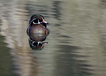 wood duck 803