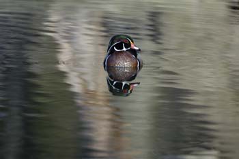 wood ducks-824