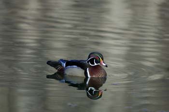 wood ducks-a-02