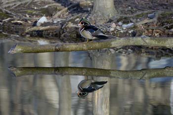 wood ducks-a-45