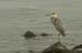 blue heron closeup-2