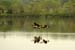 canadian geese 3 flying low