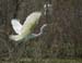 charleston-094-egret
