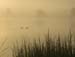 ducks fog jacks pt-4