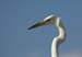 egret islamorada-3