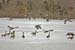 geese lake nock-03