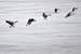geese lake nock-11