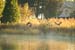 geese-in-flite-sunrise-07