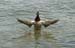 mallard conducting head on