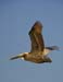 pelican murrels inlet-181