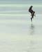 pelican striking water-2