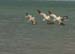 pelicans diving for fish-56