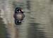 wood duck 803
