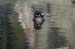 wood ducks-824