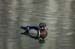 wood ducks-a-02