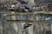wood ducks-a-45