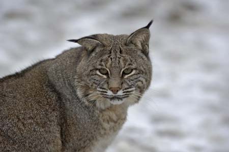 bobcats-24
