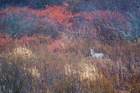 buck near beaver damn-3
