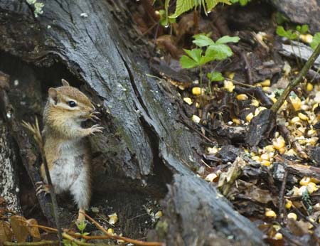 chipmonk tioga-1