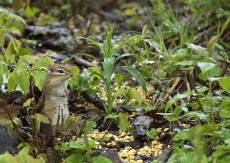 chipmonk tioga-5