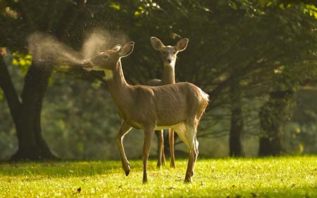 deer db field-20