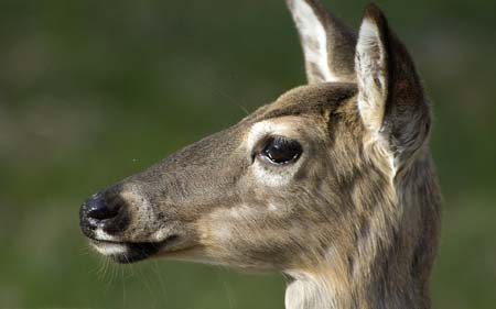 deer ecu shenandoah2